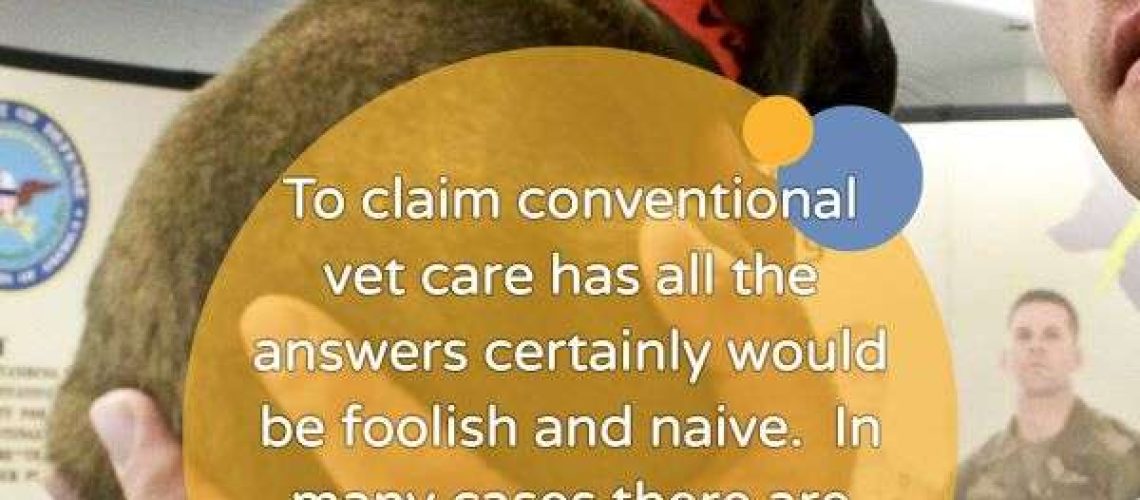 Everything You Need to Know About Holistic Vets vs. Conventional Vets-WildCreaturey