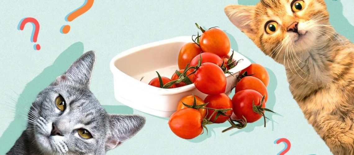 Tasty or Taboo? Can Cats Really Eat Tomatoes?