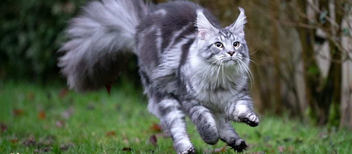 Flowing Coats & Grace Exploring Cat Breeds With Long Hair