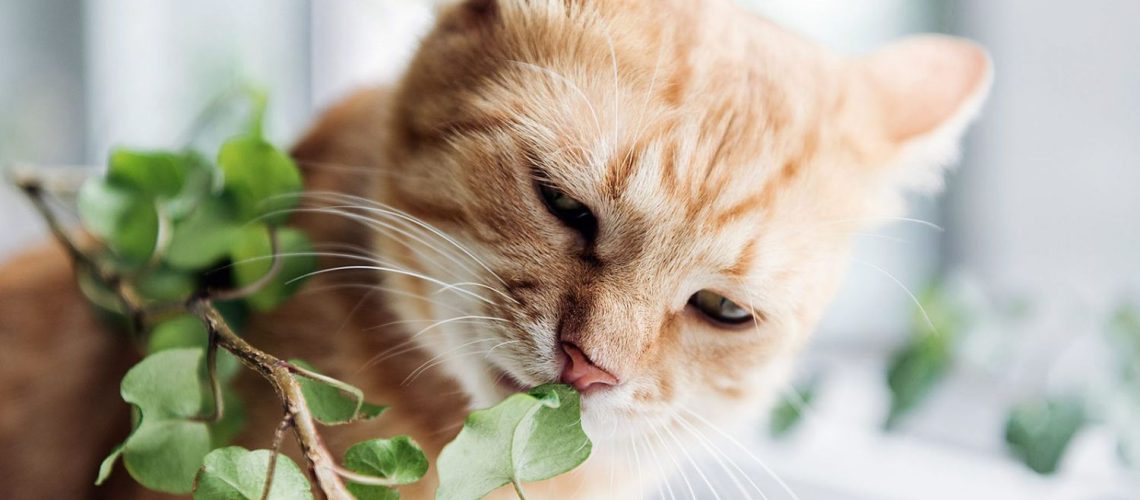 Garden Plants Your Cat Should Steer Clear Of