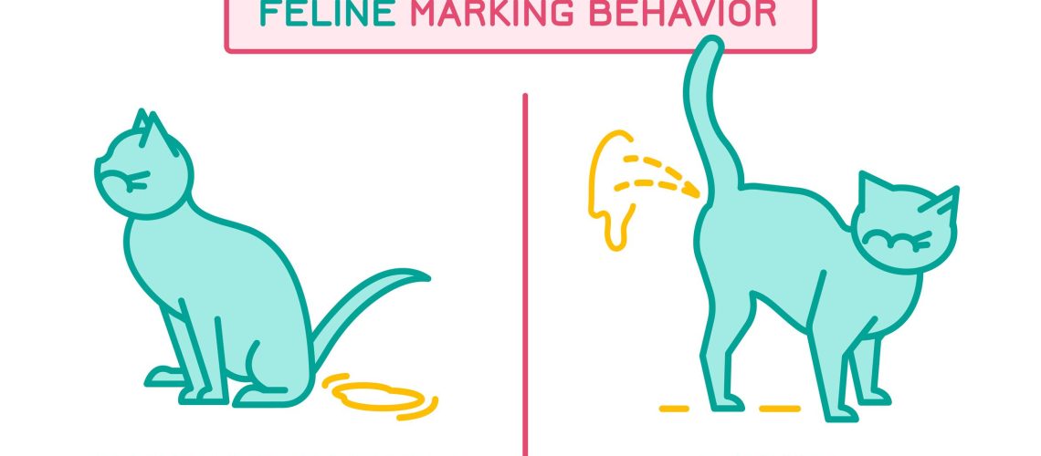 Spray Mysteries: Understanding Male Cat Behavior