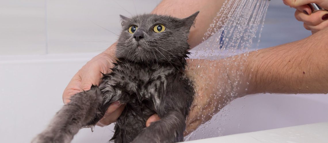 How to Bathe Your Kitten or Adult Cat