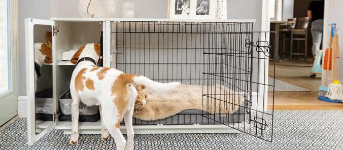 How to Crate Train an Older Dog-WildCreaturey
