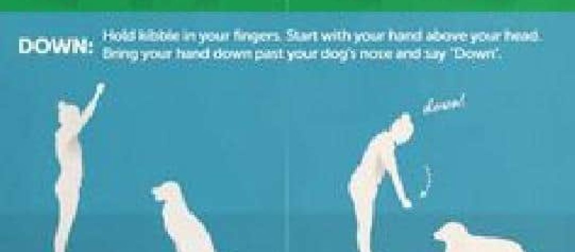 How to Train Your Deaf Dog-WildCreaturey