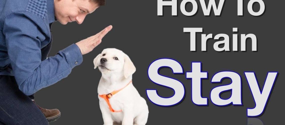 How to Train Your Dog to Stand and Stay-WildCreaturey