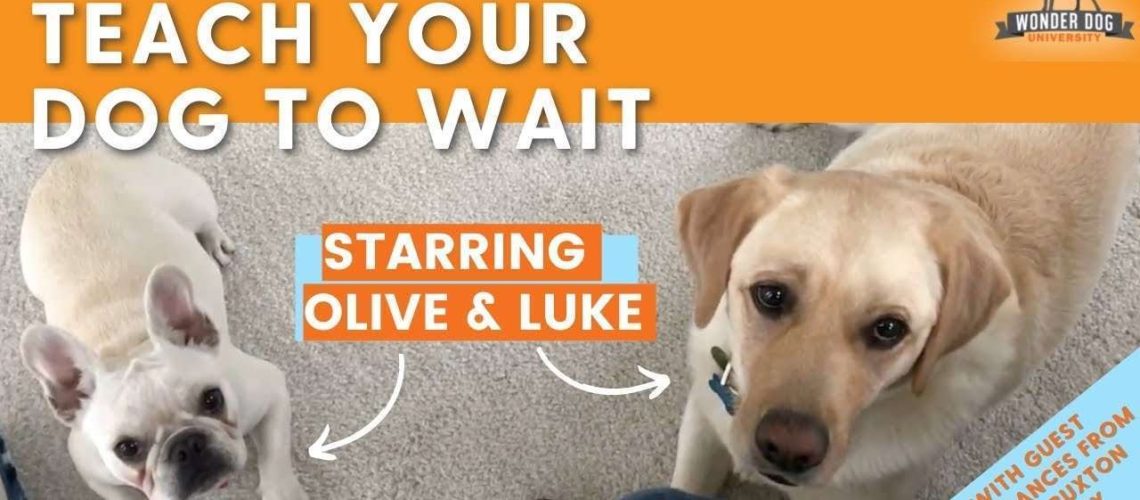 How to Train Your Dog to Wait-WildCreaturey