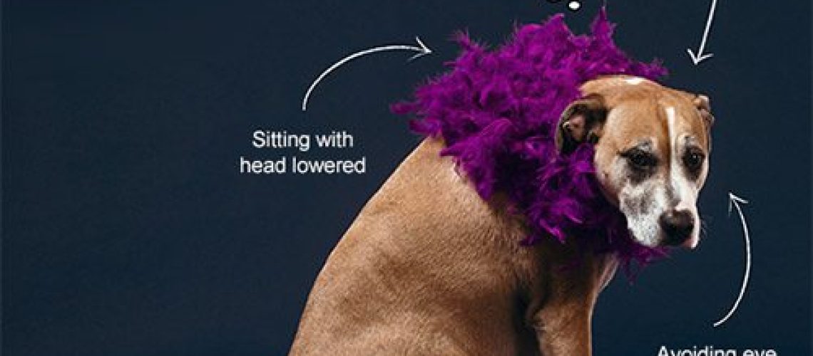 Is It OK to Dress up Your Dog?-WildCreaturey
