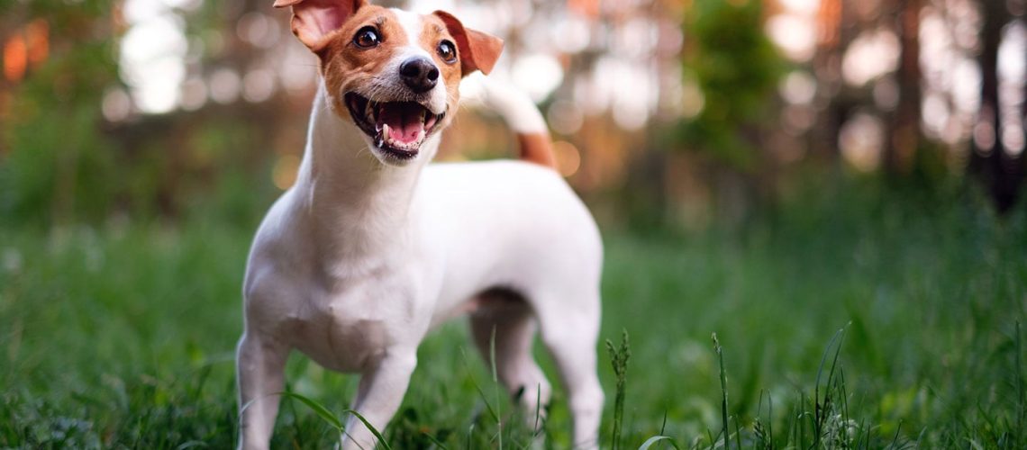 Jack Russell Terrier: Dog Breed Characteristics & Care-WildCreaturey