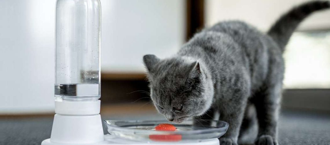 Keep Your Cat Hydrated with These Bowls