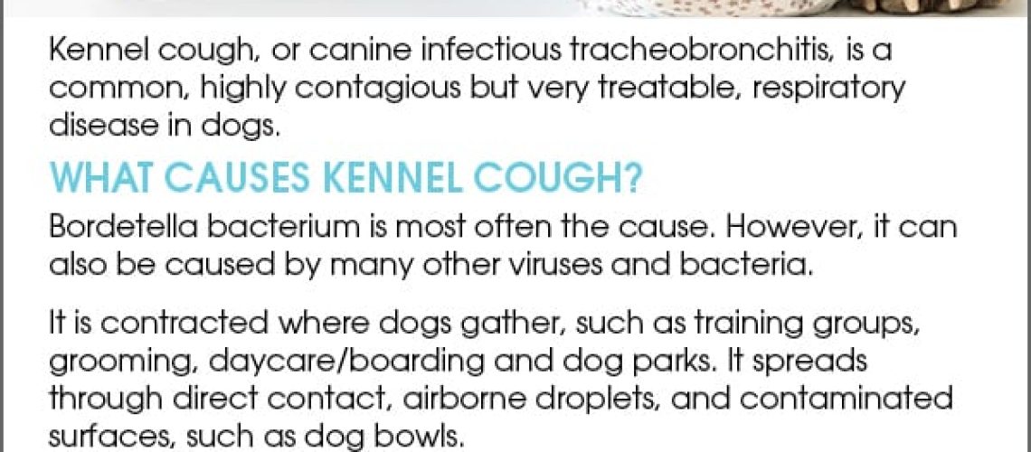 Kennel Cough in Puppies-WildCreaturey