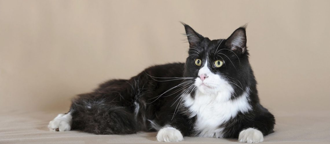 Stylish Duo: Cat Breeds With Classic Black and White Coloring