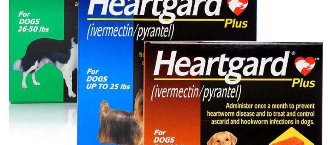 Medications to Prevent Heartworm Disease for Dogs-WildCreaturey