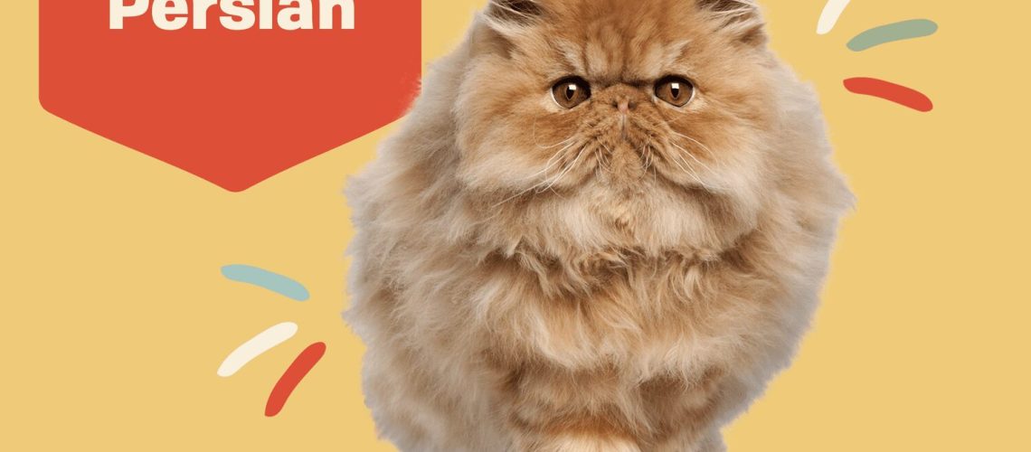 Persian Cat Elegance: A Comprehensive Breed Profile & Care Guide
