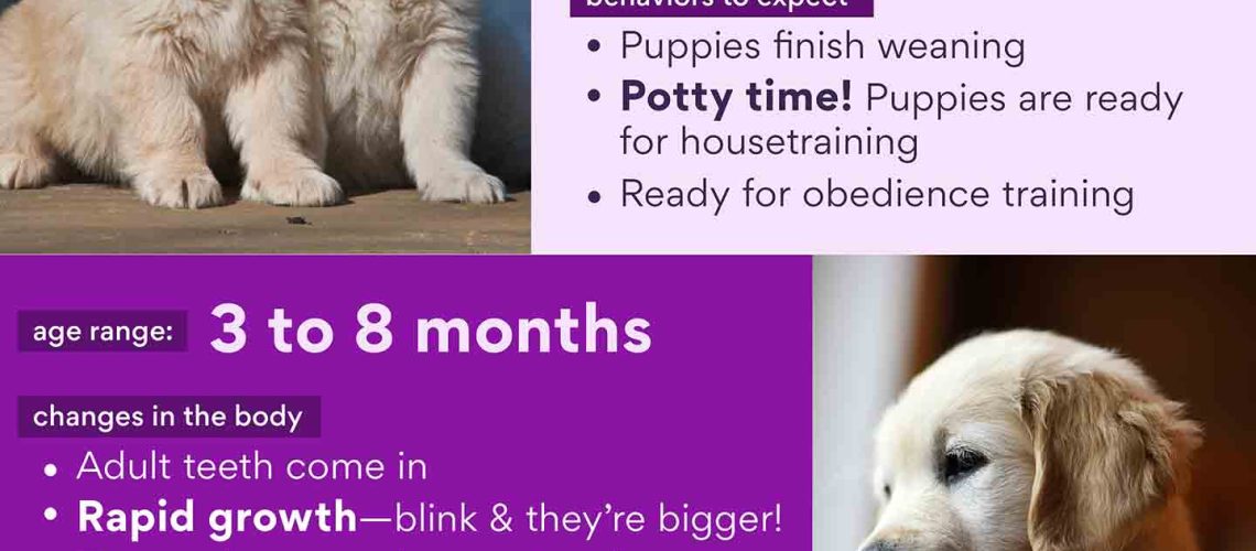 Puppy Development From 6 Months to 1 Year-WildCreaturey