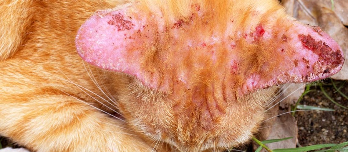 Ringworm: More Than Just an Itch for Cats