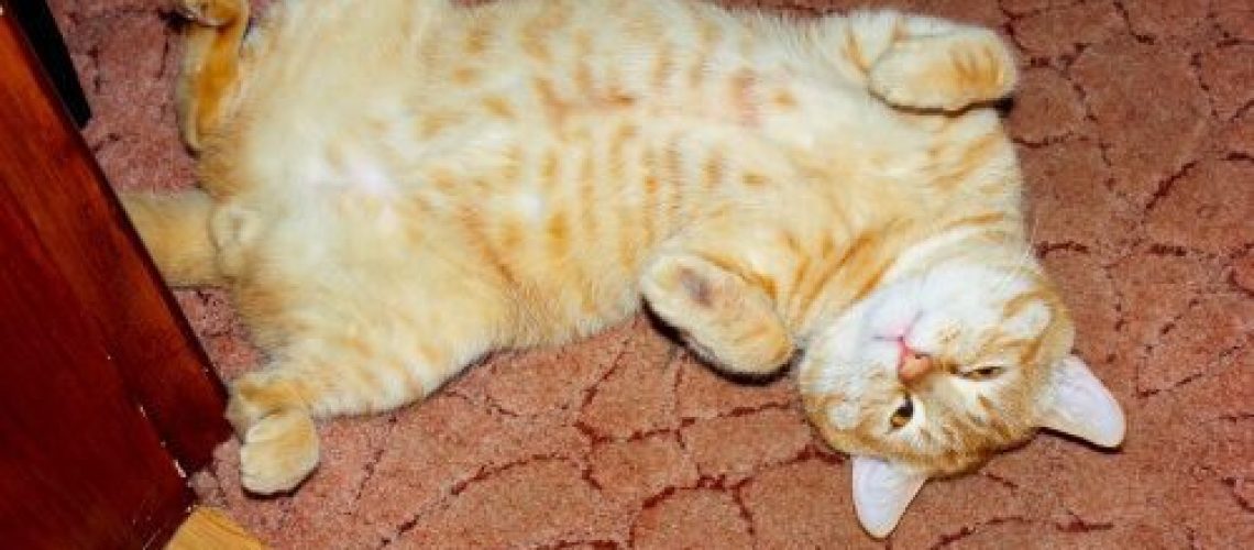 Roll & Tumble Cats' Playful Back Rolls