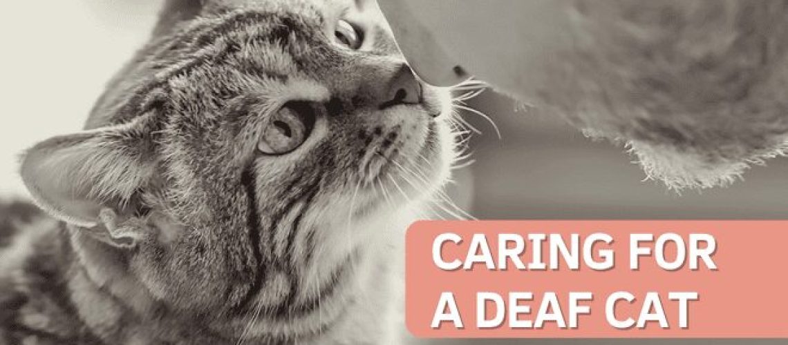 Silent World: Caring for a Deaf Cat