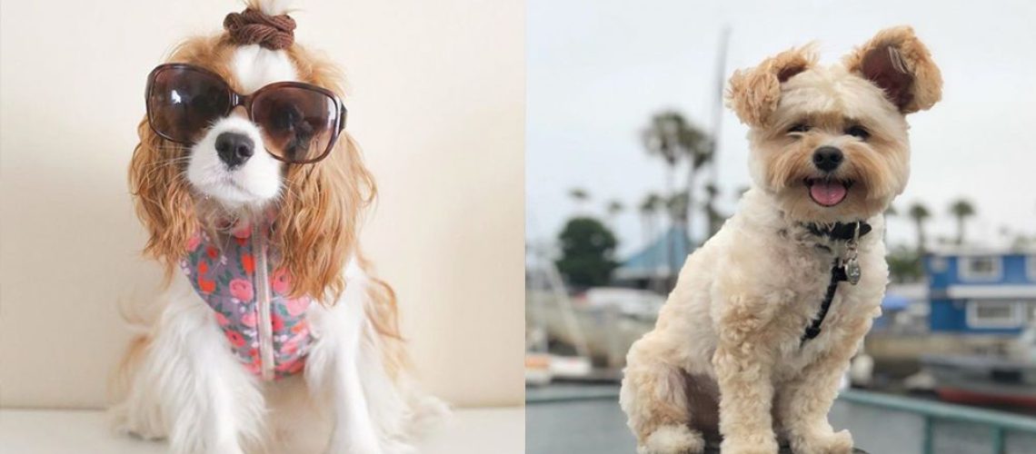 The 10 Best Dog Instagrams to Follow Right Now-WildCreaturey