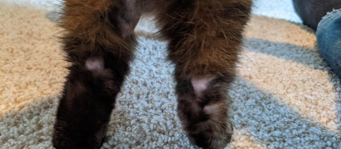 The Puzzling Case of Hair Loss on Cat's Hind Legs