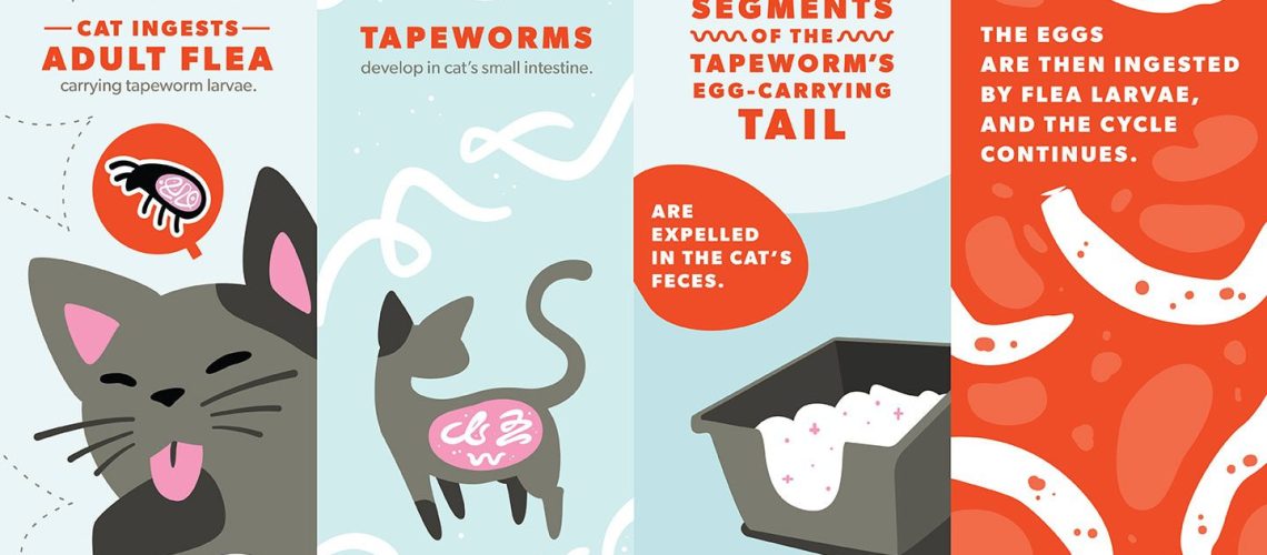 The Unwanted Guests: Tapeworms in Your Cat