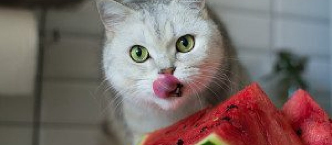 Tasty Treats: Fruits Your Cat Can Safely Enjoy