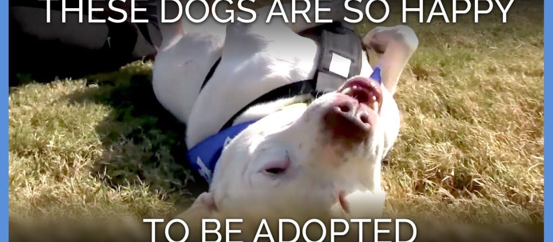 These Dogs Are the Last to Be Adopted-WildCreaturey