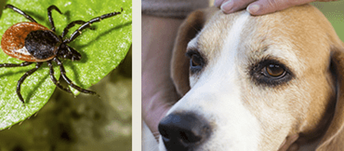 Tick Paralysis in Dogs-WildCreaturey