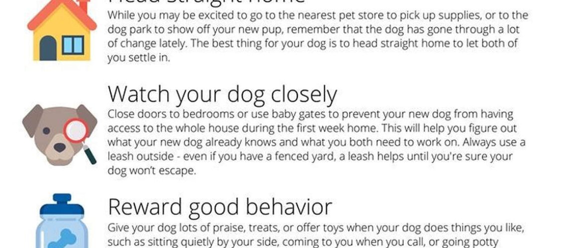 Tips for First Time Dog Owners-WildCreaturey
