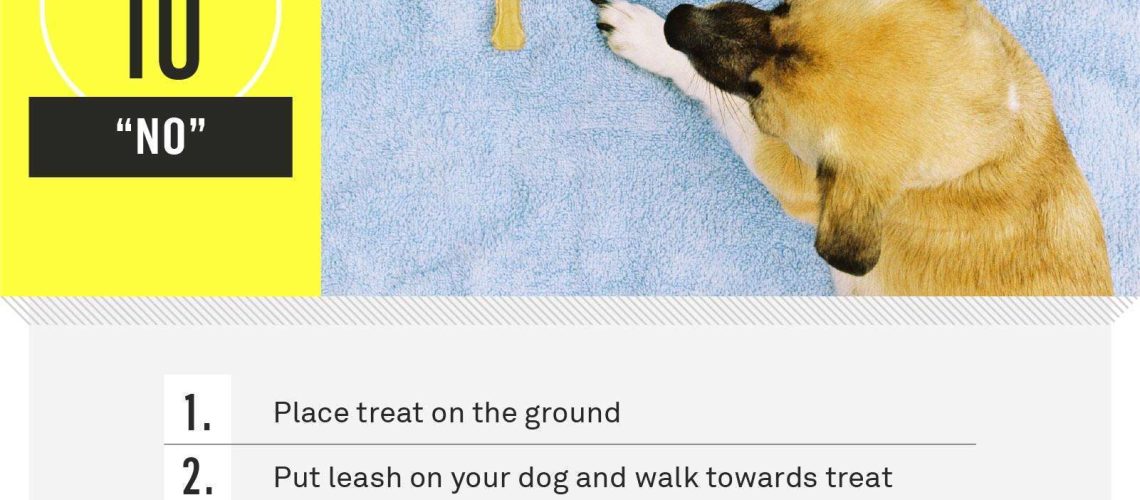 Top 12 Basic Dog Training Commands-WildCreaturey