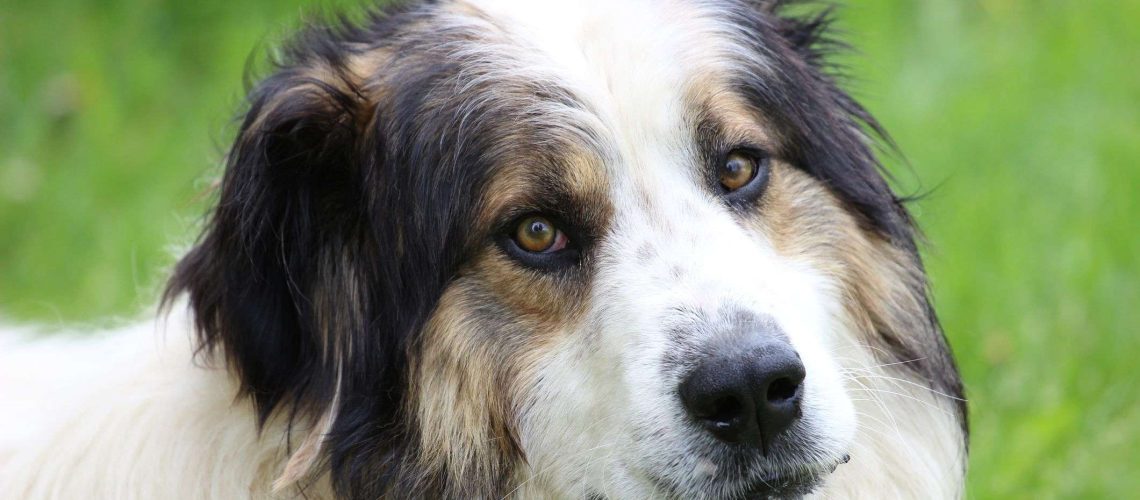 Tornjak: Dog Breed Characteristics & Care-WildCreaturey