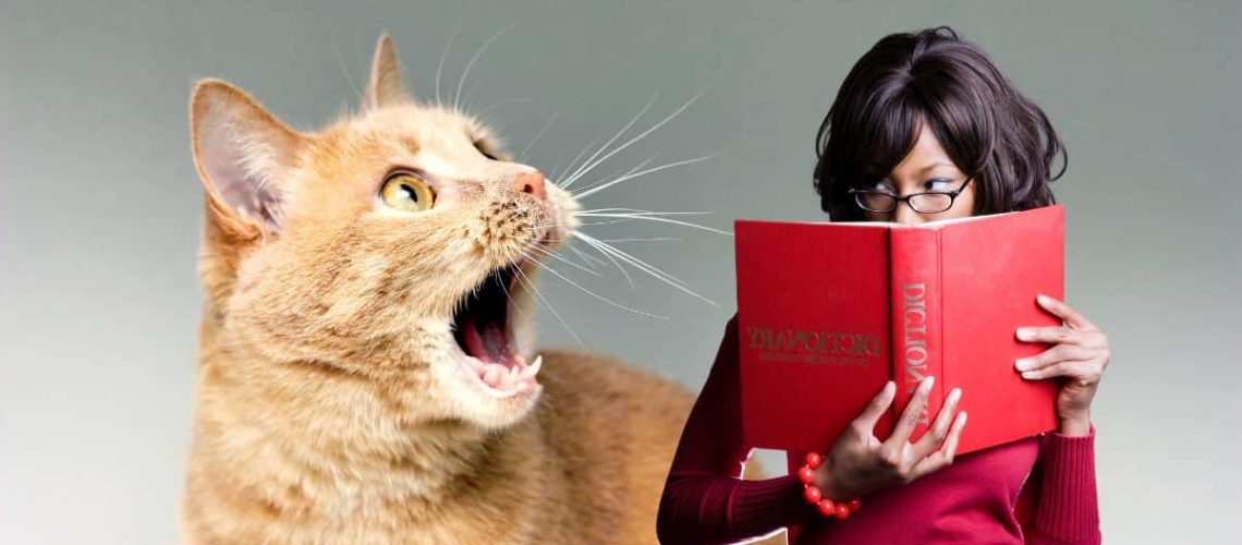 Meow Mania: Decoding Your Cat's Vocal Demands