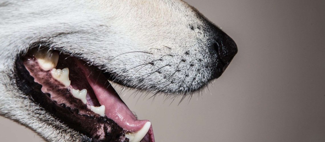 What To Do if Your Dog Has a Loose Tooth-WildCreaturey