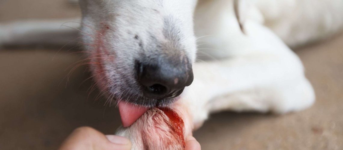 Why Do Dogs Lick Their Wounds?-WildCreaturey