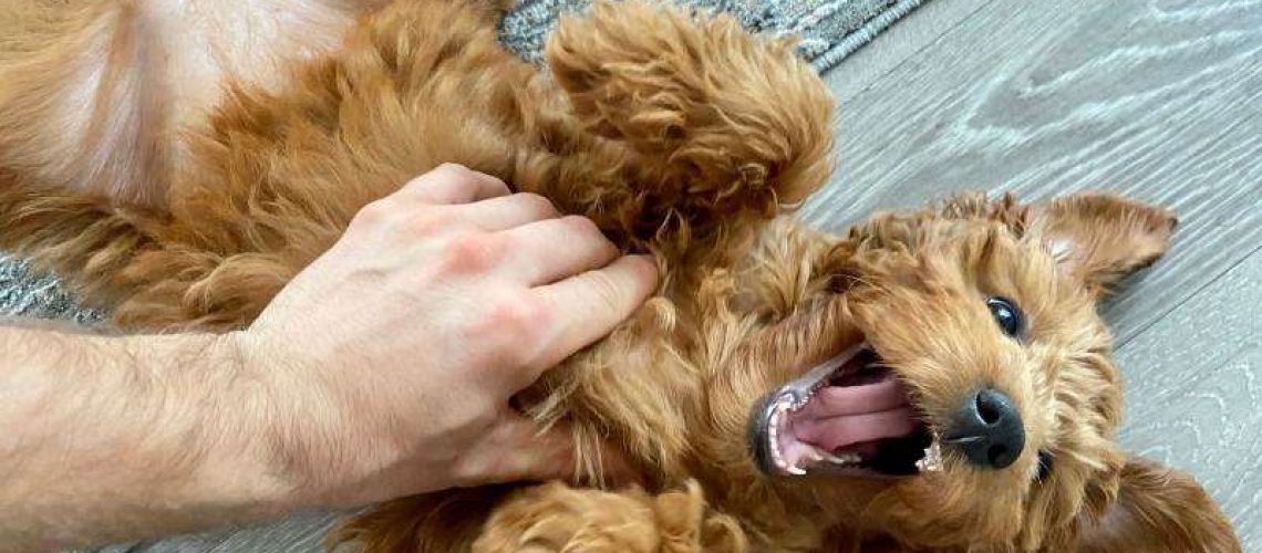 Why Do Dogs Like Belly Rubs So Much?-WildCreaturey
