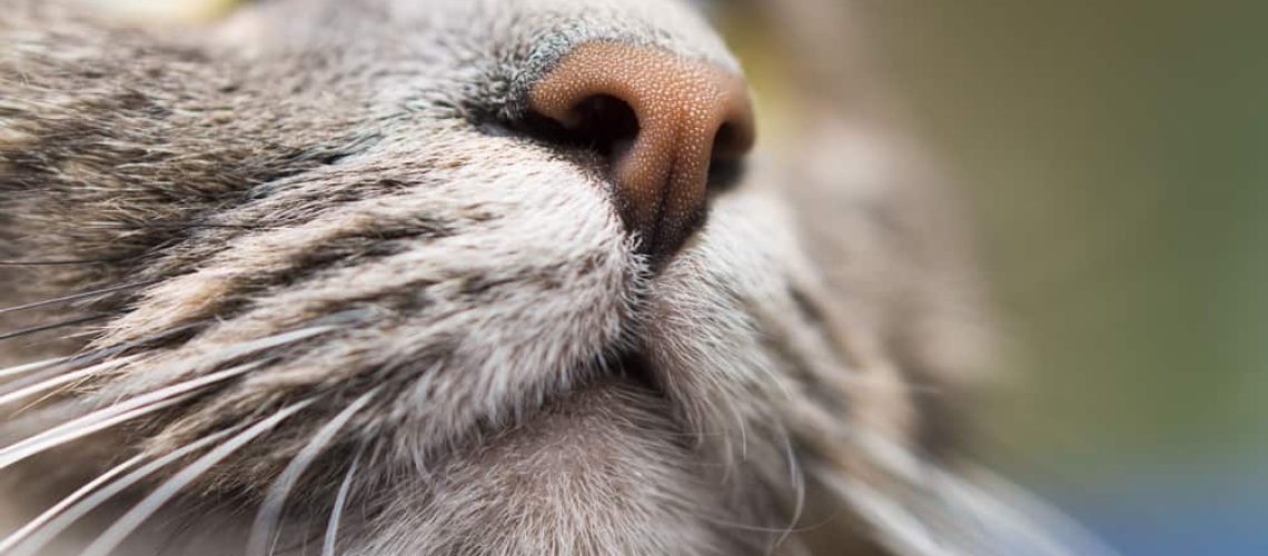 Why Is Your Cats Nose Dry?-WildCreaturey