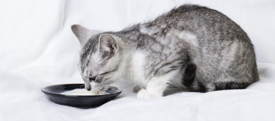 Milk Mysteries: Is It a Healthy Drink for Cats?