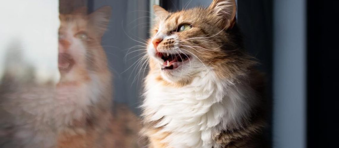 Loud Meow Alert: Quieting a Noisy Cat