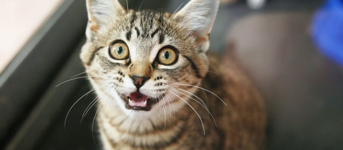 Do Cats Really Recognize Their Names? Find Out!
