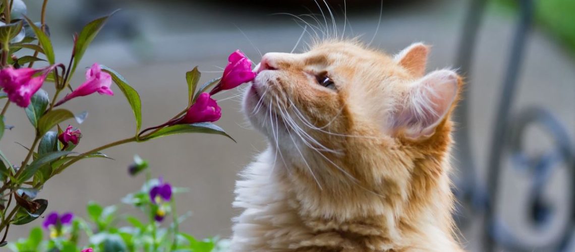 The Scented World: Why Cats Love to Sniff