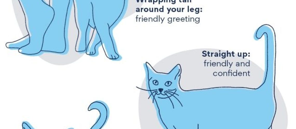 Tail Talk: Decoding Your Cat's Tail Movements