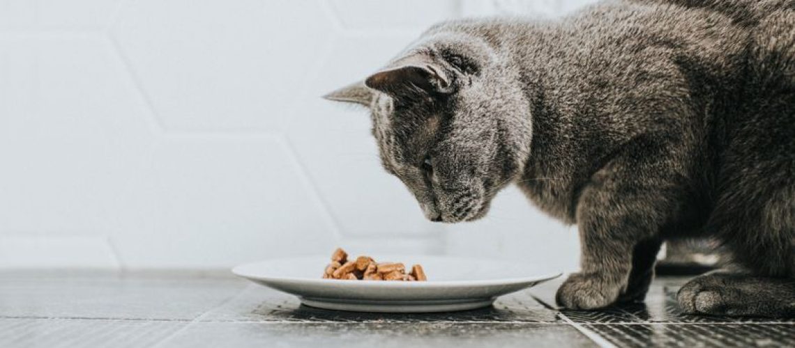 Meaty Matters: The Truth About Byproducts in Cat Food