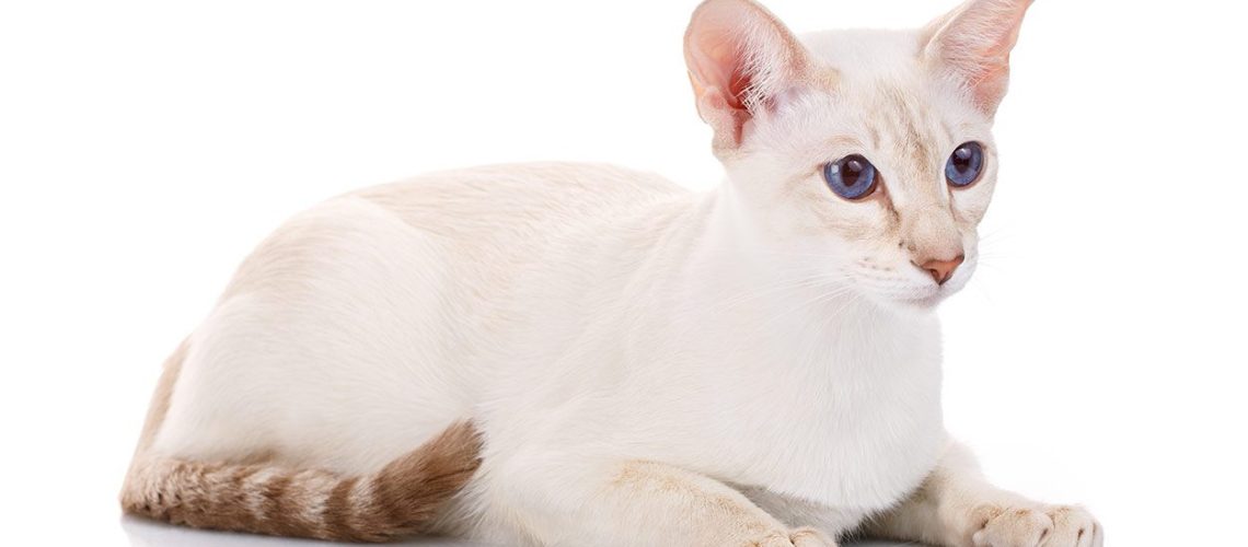 Colorpoint Shorthair Cats: Colorful Cousins of Siamese