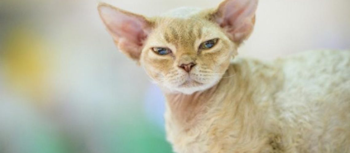 Devon Rex Cats: Curly Haired Companions for Life