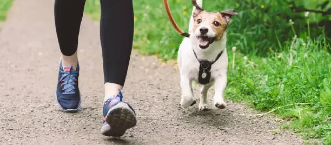 dog on a walk
