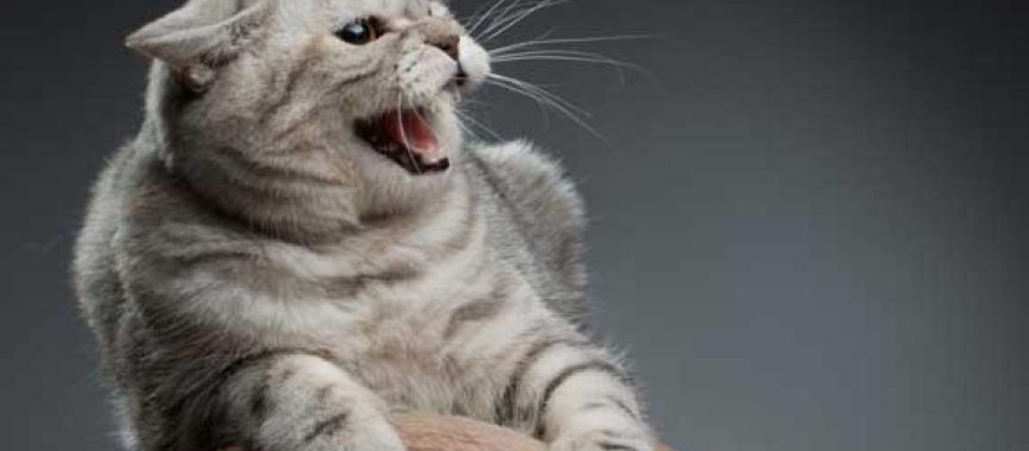 Fear No More: Training Cats to Be Calm and Cool
