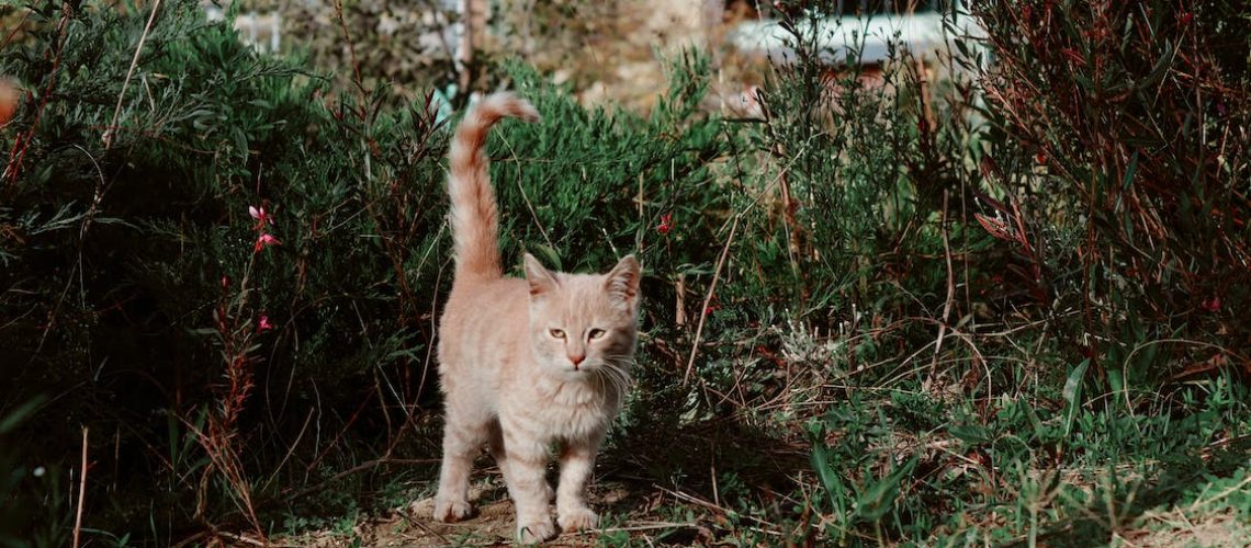 free-photo-of-little-cat-in-a-garden