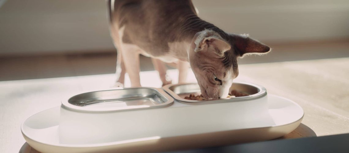 Bowl Basics: Picking the Perfect Food and Water Bowls for Cats