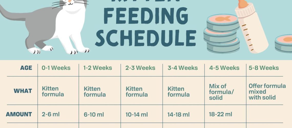 Kitten Feeding Schedule: How Much Food Kittens Need