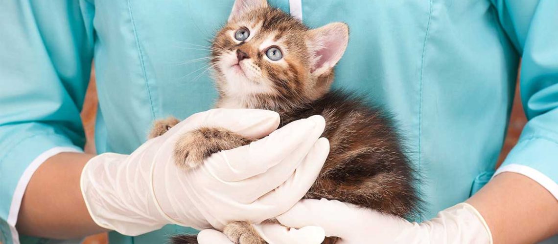 What to Expect With Your Kitten's First Vet Visit