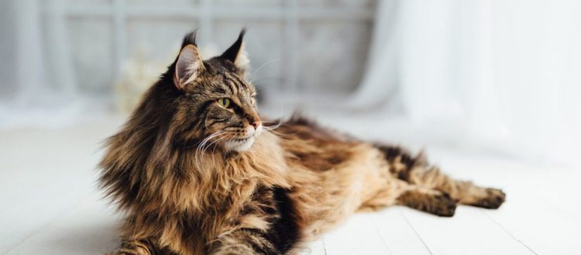 Gentle Giants: Exploring the Largest Domesticated Cat Breeds